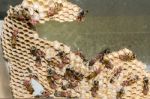 Wasp Nest With Wasps Sitting On It Stock Photo