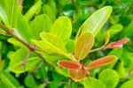 The Light And Shadow Of Green Young Leaves Is The Backdrop Of Nature, Bengal-currants,carissa,carandas,karanda Stock Photo