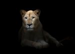 Female White Lion In The Dark Stock Photo