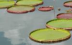 Royal Water Lily Stock Photo