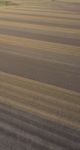 Cotton Field In The Countryside Stock Photo