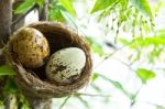 Bird Nest In Garden Stock Photo