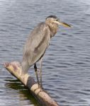 Photo Of A Great Blue Heron Standing On A Log Stock Photo