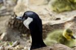 Beautiful Background With A Young Family Of Canada Geese Stock Photo