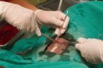 Animal Surgery ,sterilization Operation On Dog Stock Photo