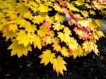 Acer Soccharinum Tree In Autumn Stock Photo