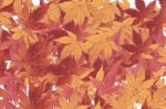 Red Maple Stock Photo