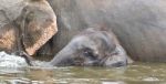 Photo Of A Funny Young Elephant Swimming In A Lake Stock Photo