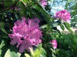 Rhododendron-flowers In The Park Stock Photo