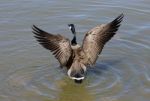 The Wings Of A Goose Stock Photo