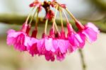 Pink Sakura Blossom Close Up Stock Photo