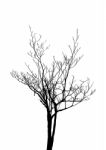 Dead Tree Without Leaves Isolated Stock Photo