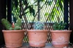 Vertical Garden Cactus Plant Pot In Summer Stock Photo