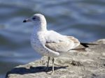 Beautiful Background With A Gull Staying On The Shore Stock Photo