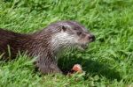 Eurasian Otter (lutra Lutra) In Natural Habitat Stock Photo