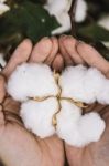 Cotton Field In The Countryside Stock Photo