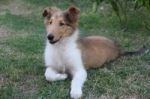 Collie Puppy Playing On The Green Grass Stock Photo