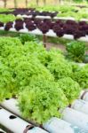 Fresh Salad Stock Photo