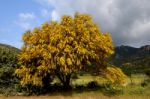 Mimosa Stock Photo