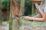 Rubber Tapping Stock Photo