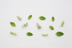 Holy Basil Leaves And Flower On White Background Stock Photo