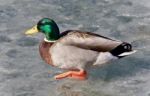 Beautiful Postcard With A Mallard Walking On Ice Stock Photo