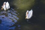 Pelicans In Water Stock Photo