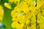 Close Up Purging Cassia Or Ratchaphruek Flowers ( Cassis Fistula Stock Photo