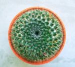 Top View Of Cactus Head And Needdle In Clay Pot Stock Photo