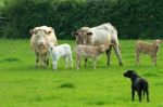 Labrador Looking After The Cattle Stock Photo