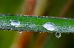 
Dew On Leaves Stock Photo