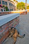 Venice Italy Cat On The Street Stock Photo