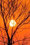 Tree Dead Dry With A Sunset In The Evening Stock Photo