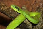 Green Tree Viper Stock Photo