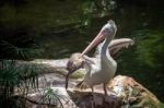 Spot-billed Pelican (pelecanus Philippensis) At The Bioparc Fuen Stock Photo