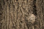 Tree Bark Texture As Background Stock Photo