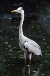 Heron Stock Photo