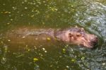 Hippopotamus Swimming In Water Stock Photo