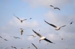 Brown Headed Gull With Sky Background Stock Photo