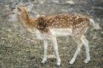 Deer Outside During The Day Stock Photo