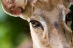 Brown Female Antelope Face Stock Photo