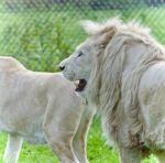 Beautiful Photo Of Two White Lions Laying Together Stock Photo