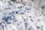 Fresh Snow Cover In Tree At Closeup, Winter Landscape Stock Photo