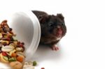 Black Bear Hamster Stock Photo