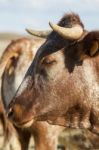 Brown Cow Stock Photo