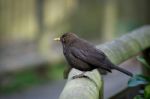 Female Blackbird (turdus Merula) Stock Photo