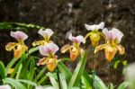 Paphiopedilum Orchid In Doi Tung, Chiang Rai, Thailand Stock Photo