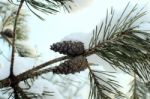 Cones On A Branch In The Snow Stock Photo