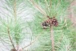 Branch Of Tree With Pine Cones Stock Photo