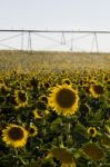 Sunflower Field Stock Photo